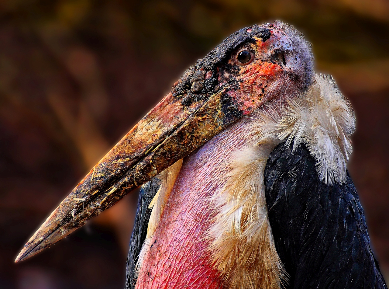 Marabu oder auch hässlicher Vogel genannt