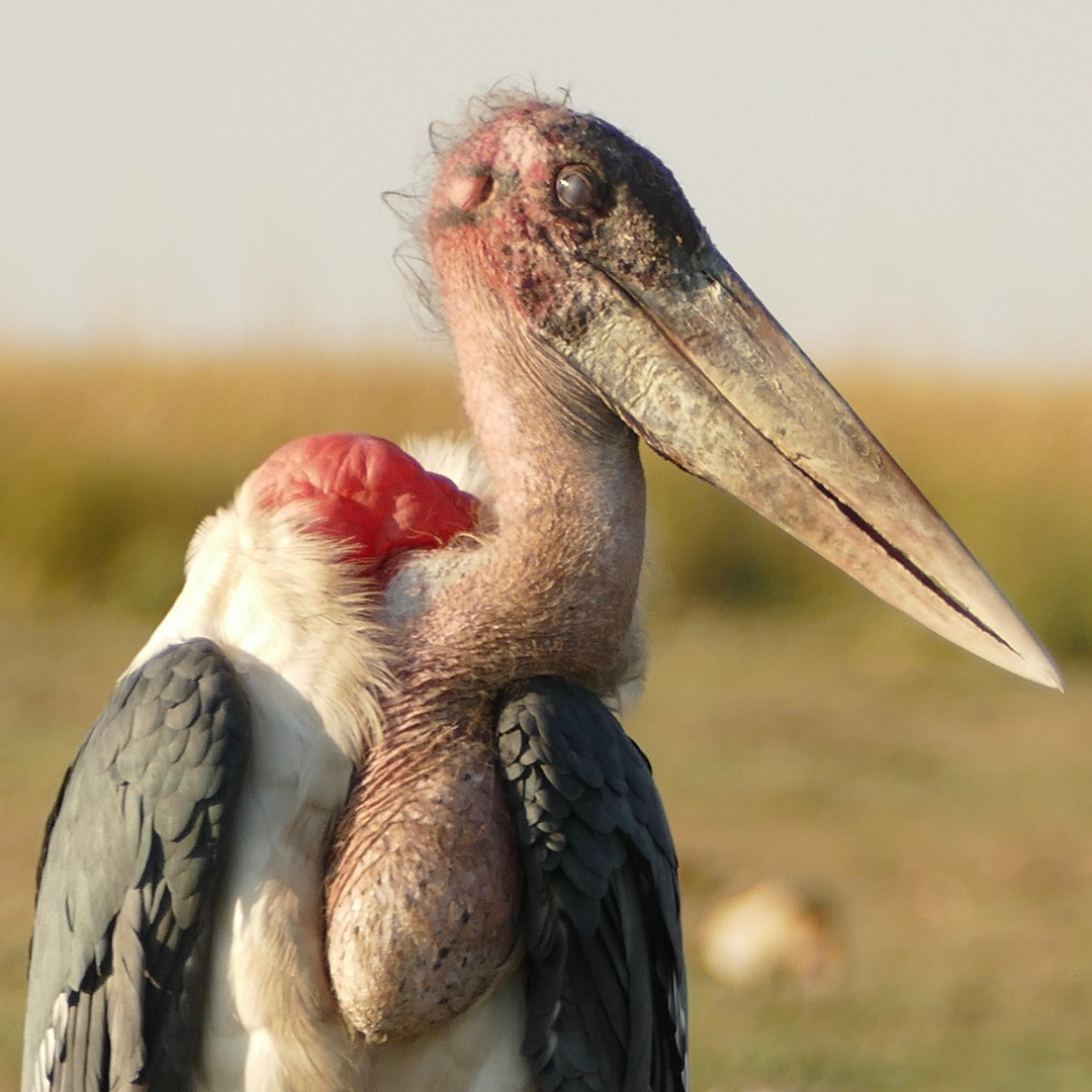 Marabu Portrait