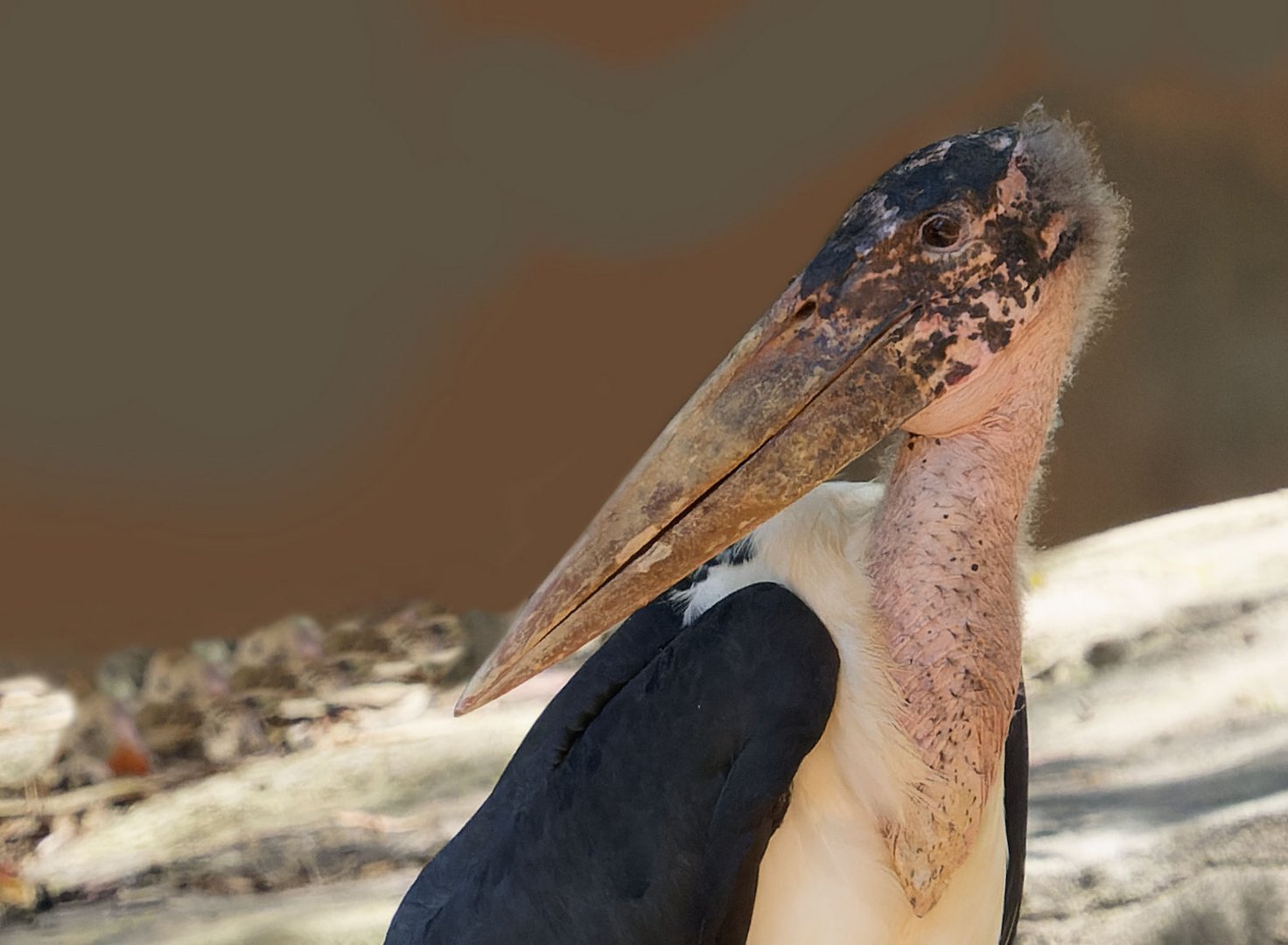 Marabu Profil