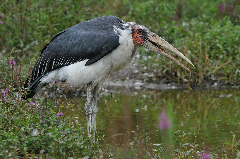 Marabu – Schönheit