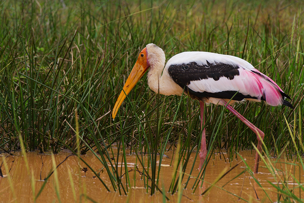 .. Marabu - Sri Lanka ..