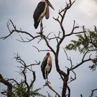 Marabu Stork