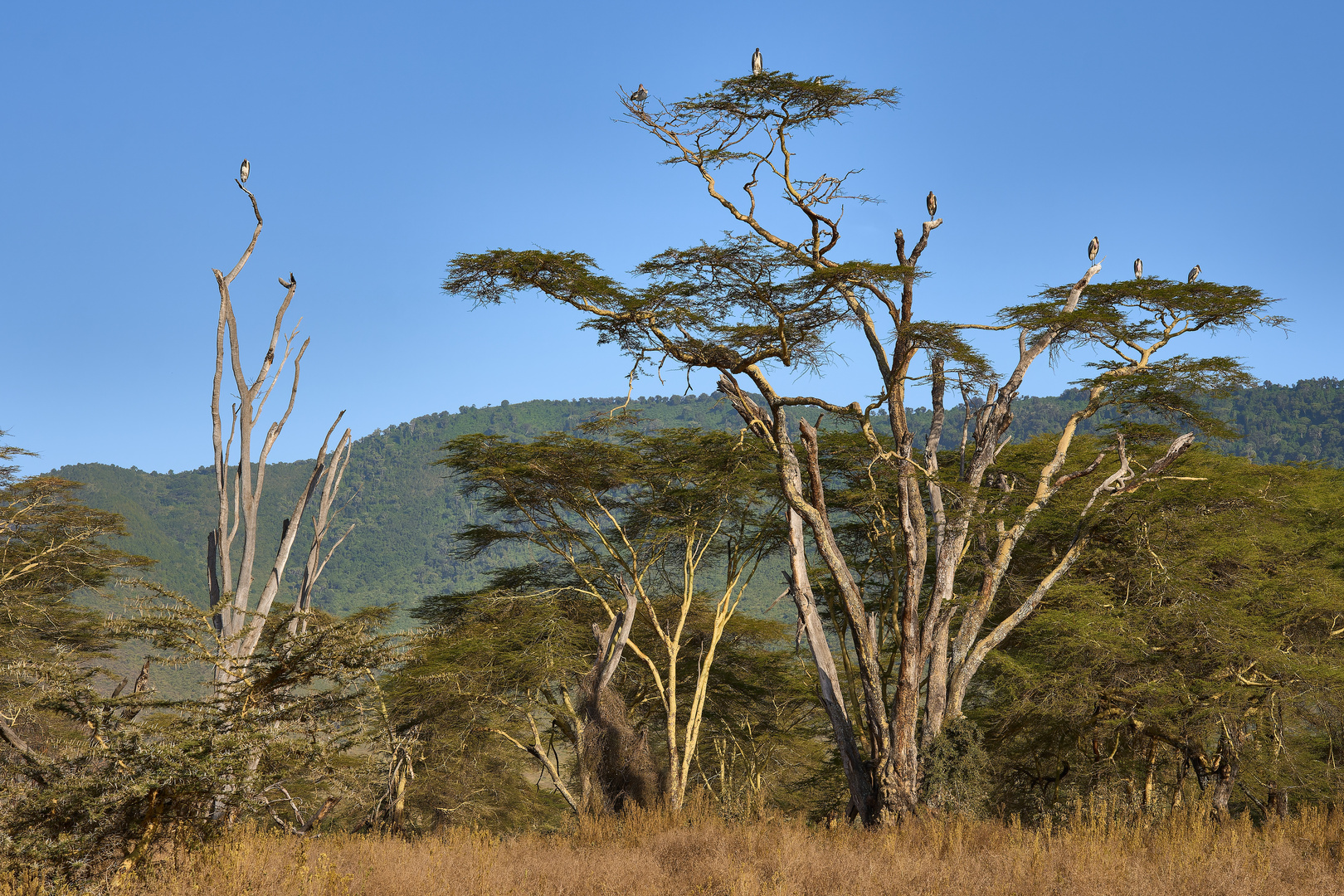 Marabu Trees