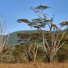 Marabu Trees