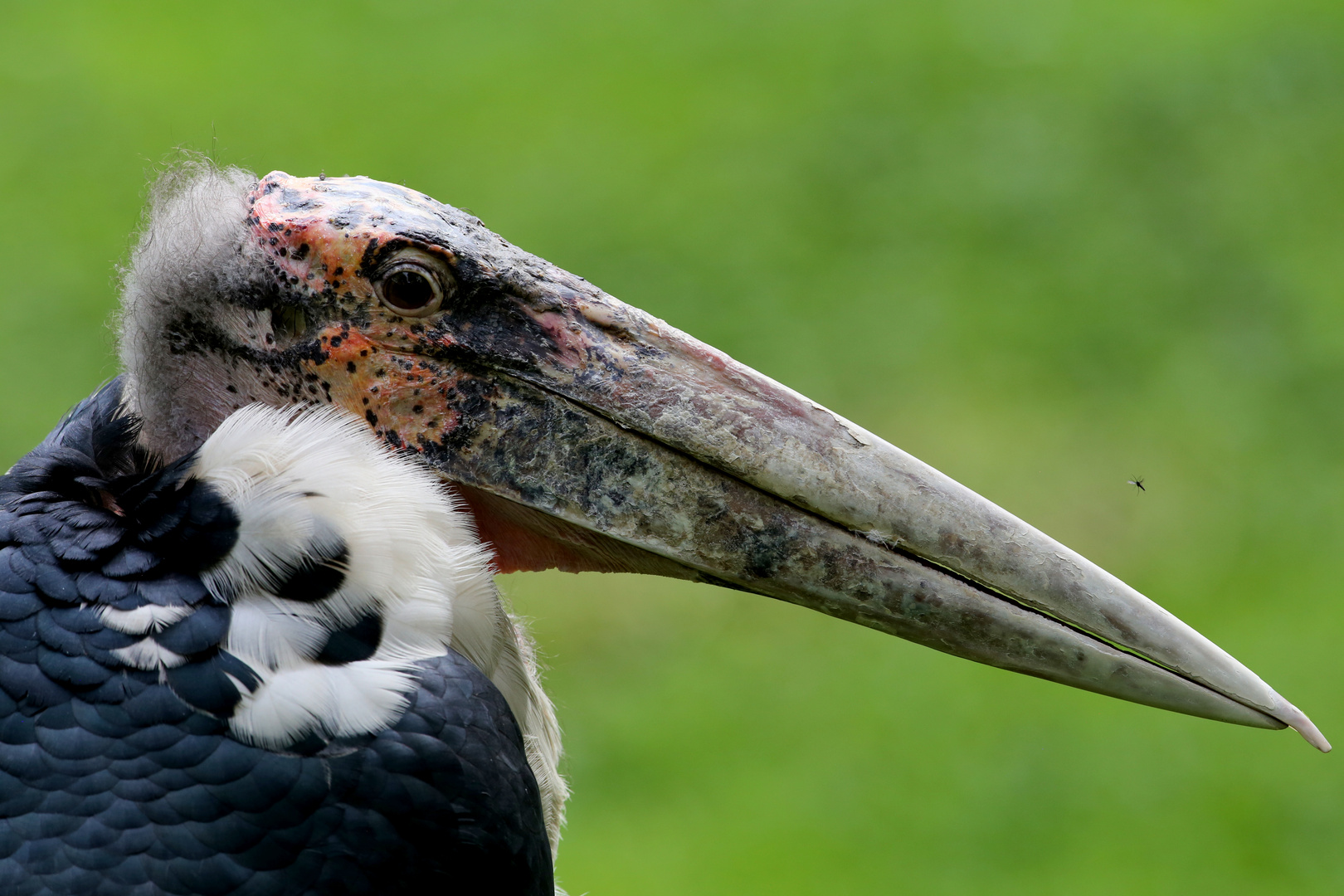 Marabu trifft Mücke