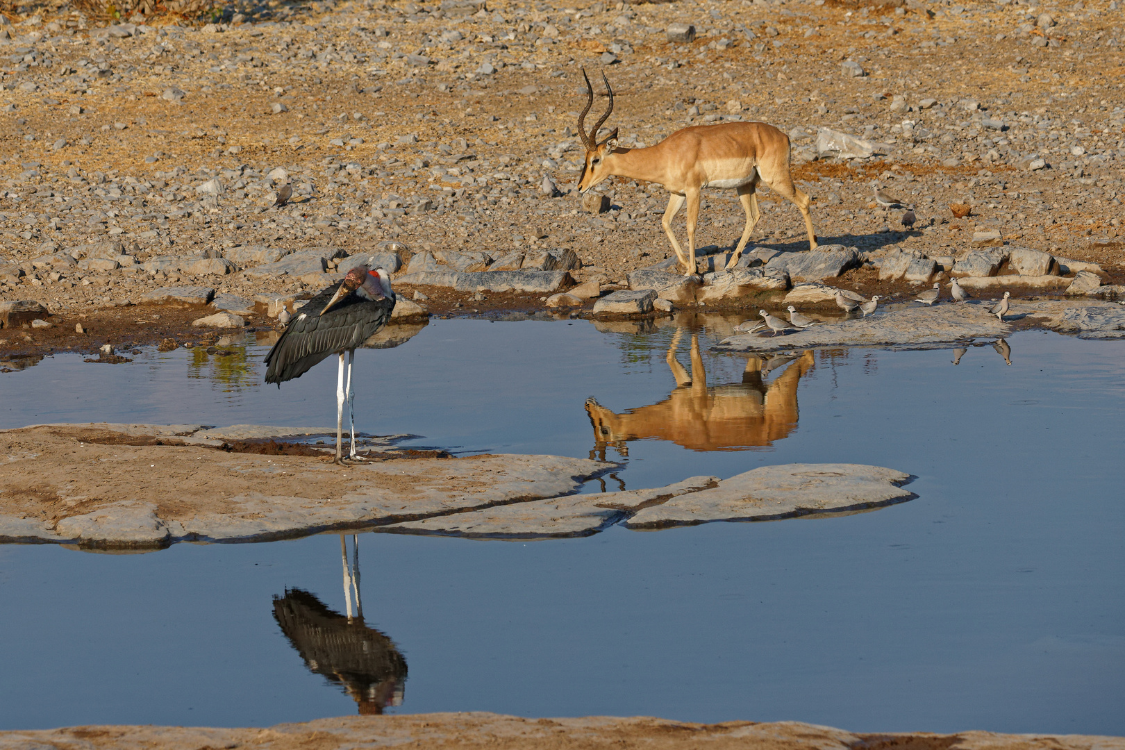 Marabu uns Schwarznasenimpala_1