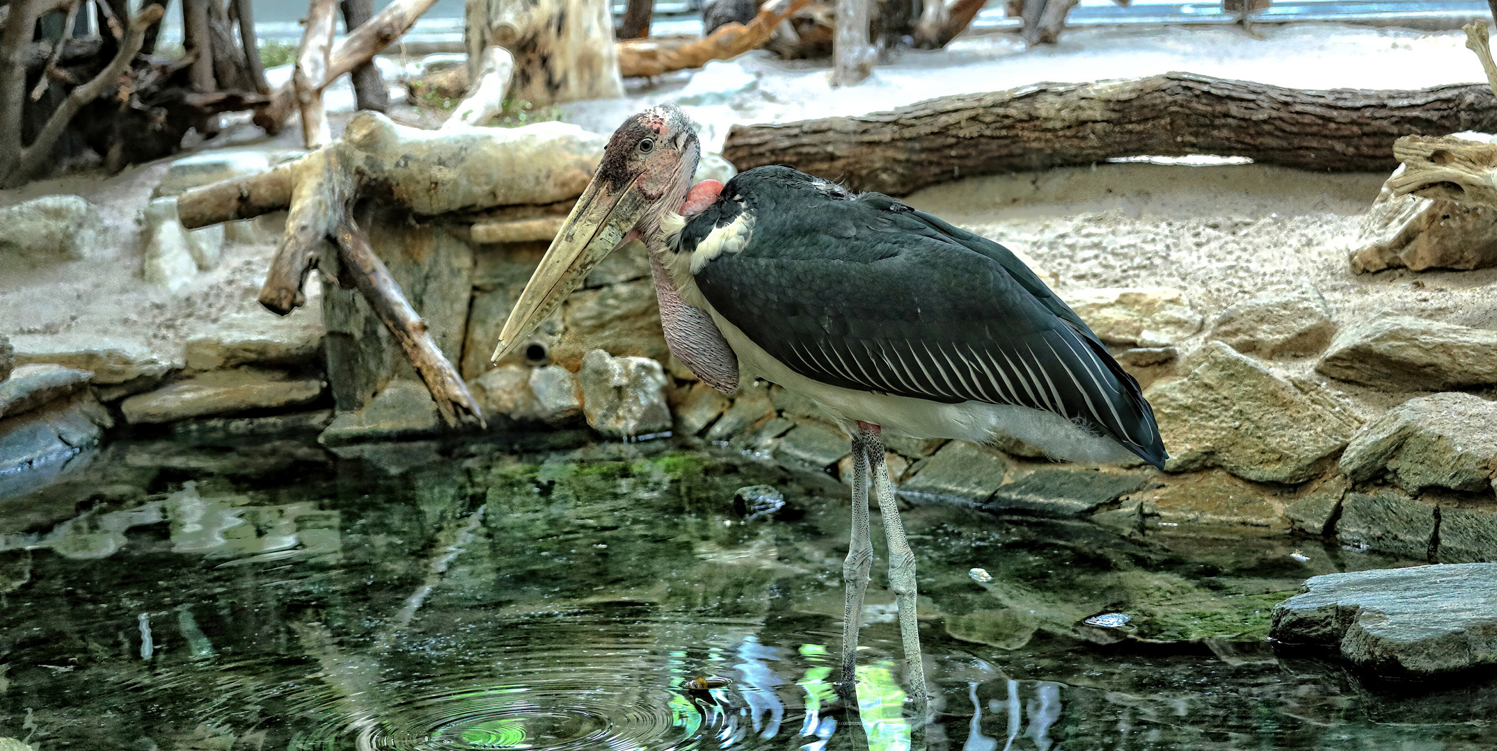 Marabu, Zoo 