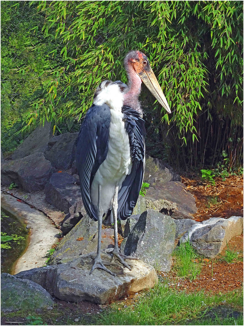 Marabu (Zoo Neuwied)