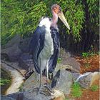 Marabu (Zoo Neuwied)