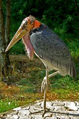 Marabu (Zoo Neuwied / Rhein)