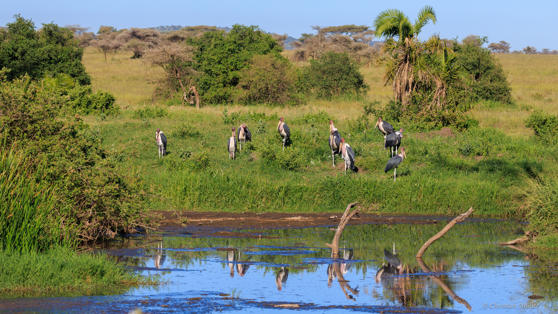 Marabus am Wasserloch