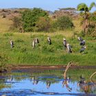 Marabus am Wasserloch