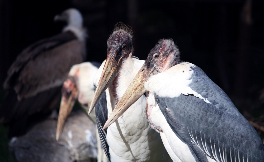 Marabus Zoo Duisburg