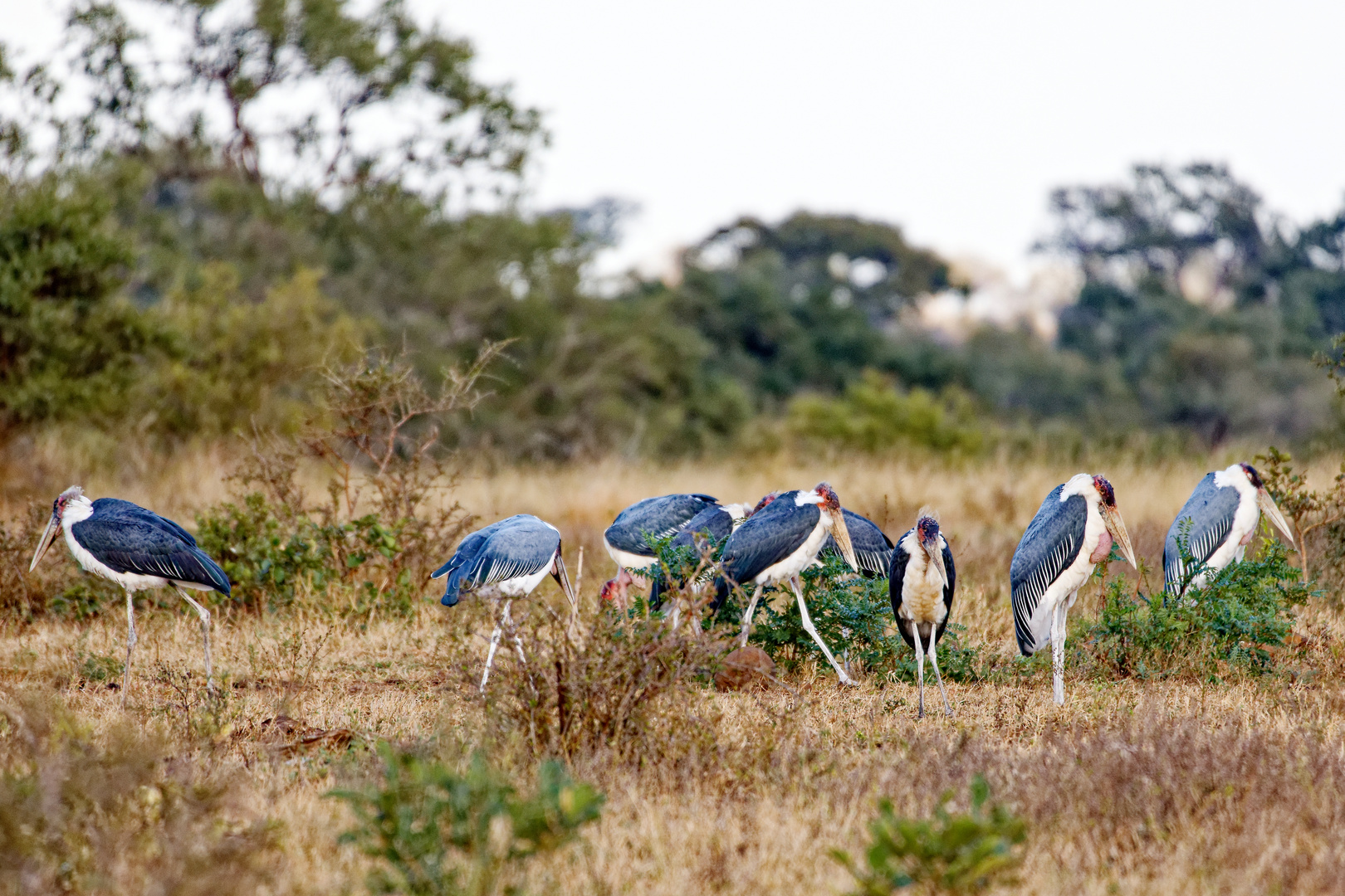 Marabus_4 Foto & Bild world, natur, south africa Bilder auf
