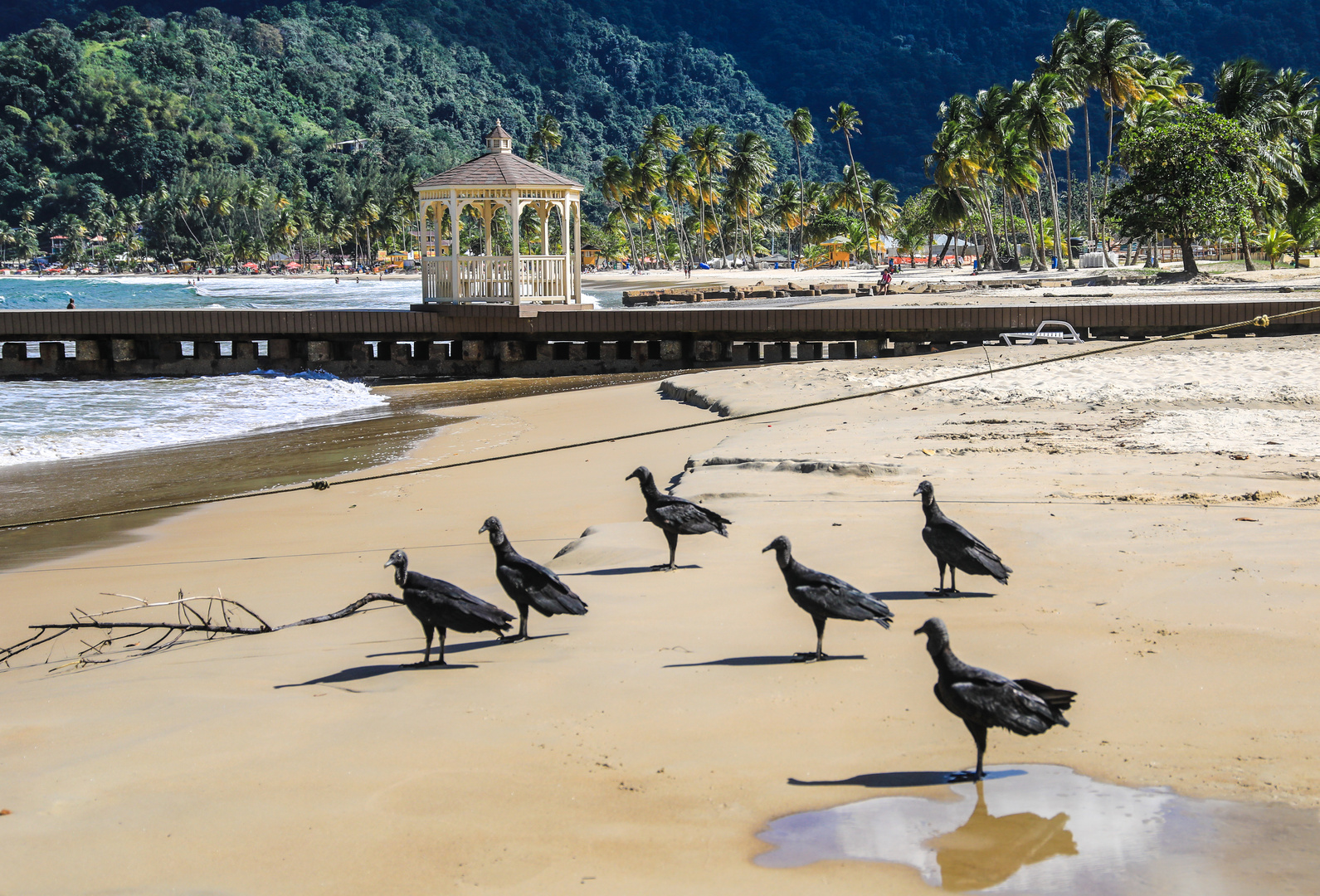 Maracas Bay Vögel