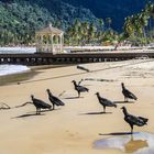 Maracas Bay Vögel