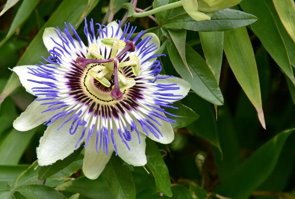 Maracuja Foto & Bild pflanzen, pilze & flechten, blüten