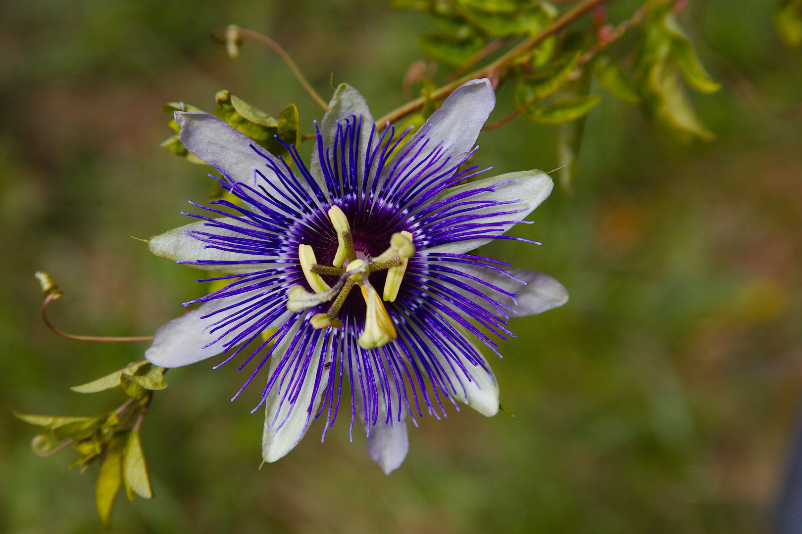 Maracuja Blüte