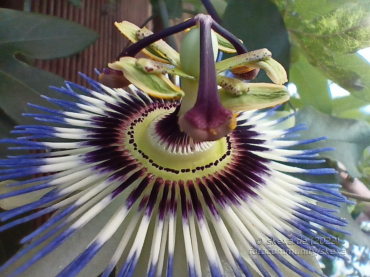 Maracuja-Blüte Foto &amp; Bild | natur, stillleben, weiss Bilder auf ...