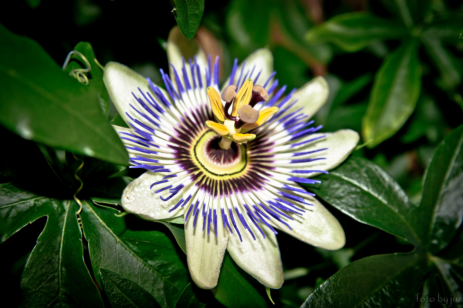 Maracuja-Blüte (Passiflora edulis)