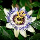 Maracuja-Blüte (Passiflora edulis)