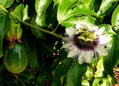 Maracuja Blüte und Frucht