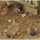 Marafamilie im Hofer Zoo