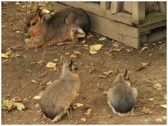 Marafamilie im Hofer Zoo