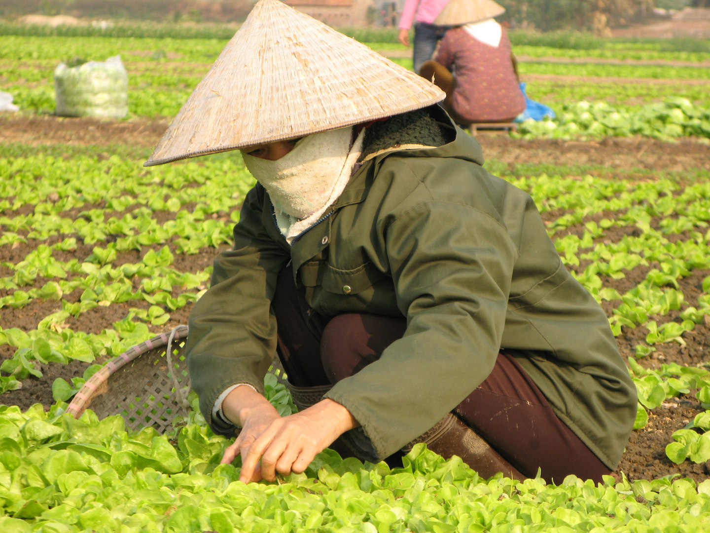 Maraichage Vietnam