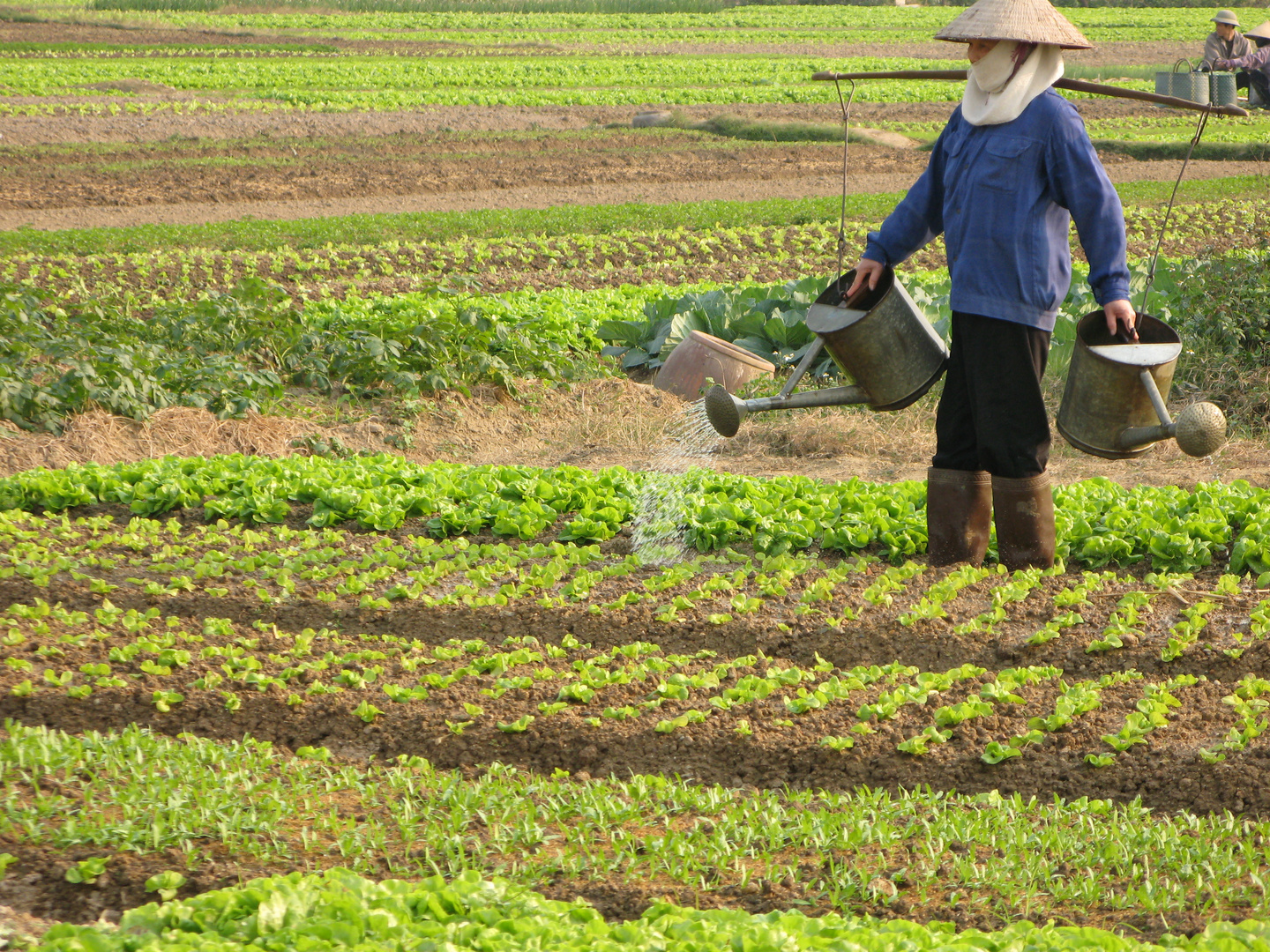 Maraichage Vietnam