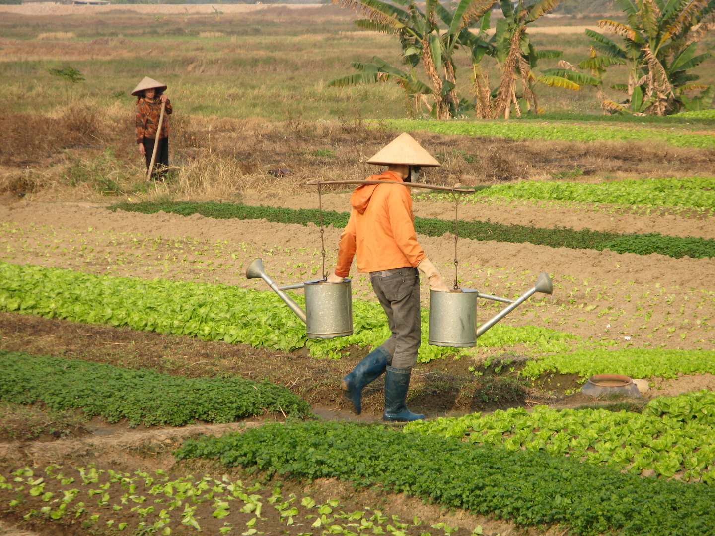 Maraichage Vietnam