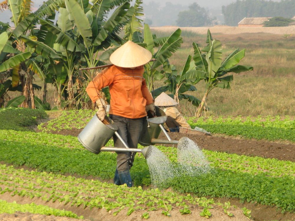 Maraichage Vietnam