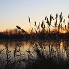 Marais au lever du soleil