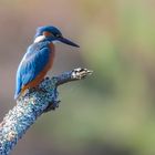 Marais de moustrelin 2019-09-08-97