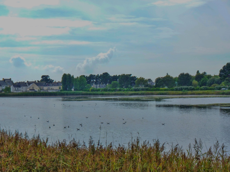 Marais de Pen Mahé à Locqmiquélic (Morbihan)