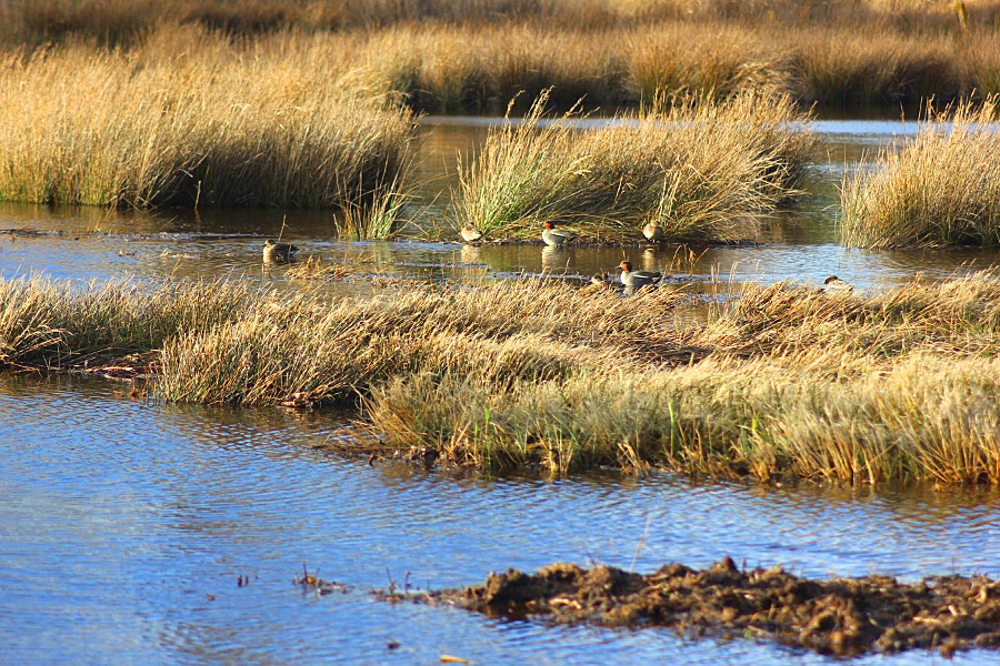 Marais des roseaux