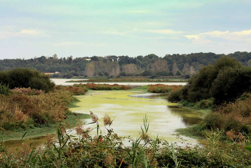 Marais d'Orx
