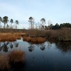 Marais du cla (St-Magne,Sud Gironde)