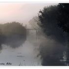 marais du petit  matin  (vendée 85)