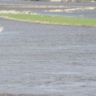 Marais en tempête