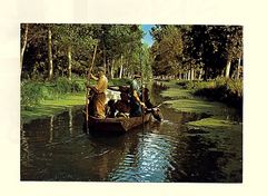 MARAIS POITEVIN  . TRANSPORT  DU BETAIL VERS LES PATURES