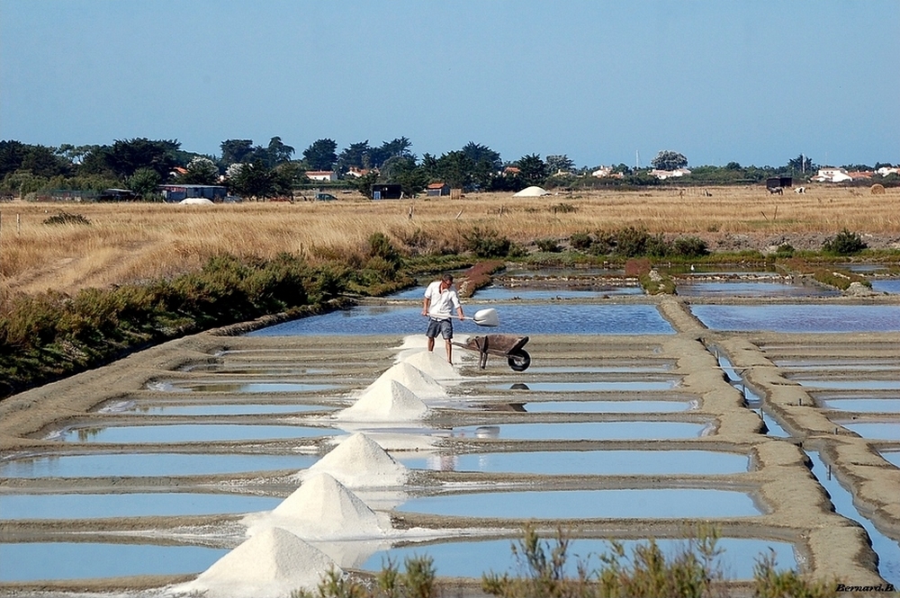 Marais salant