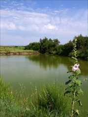 Marais salant de la Seudre – Une rose trémière s’est égarée près d’une claire.