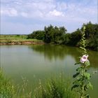 Marais salant de la Seudre – Une rose trémière s’est égarée près d’une claire.