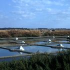 Marais salants