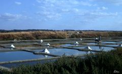 Marais salants