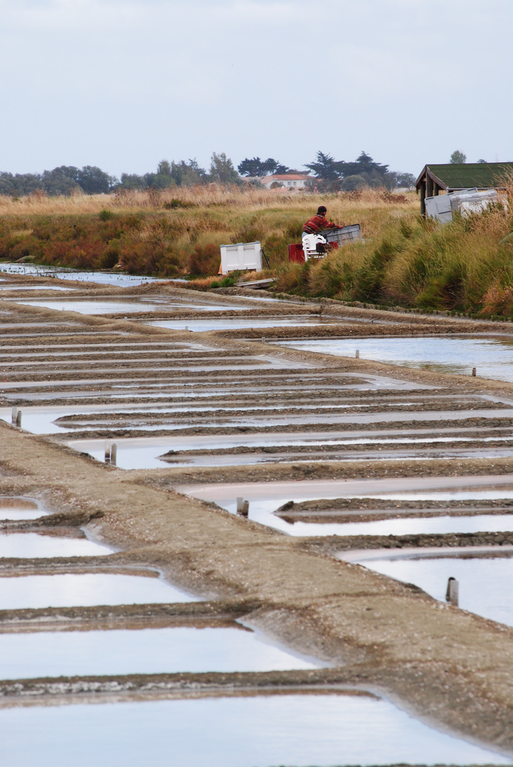 Marais salants.