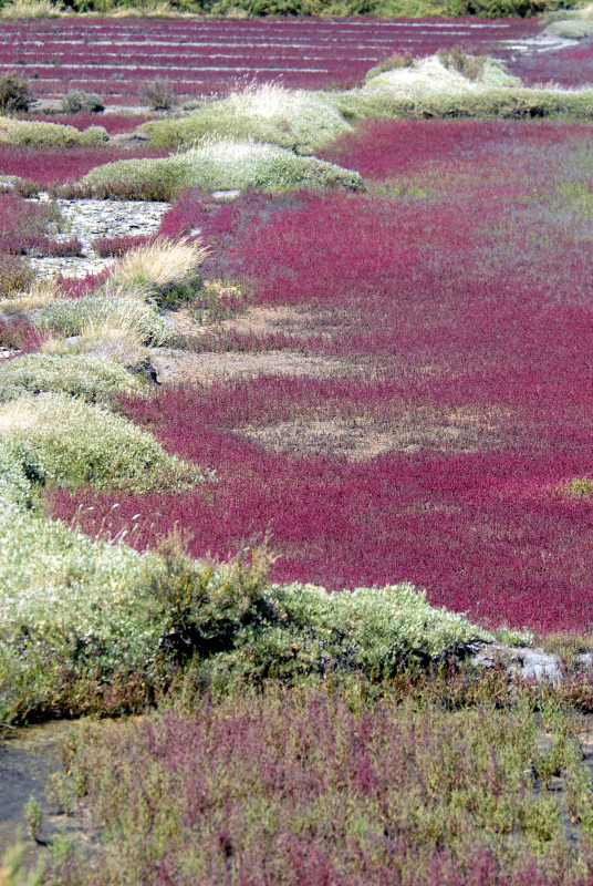 Marais salants en Bretagne