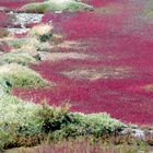 Marais salants en Bretagne