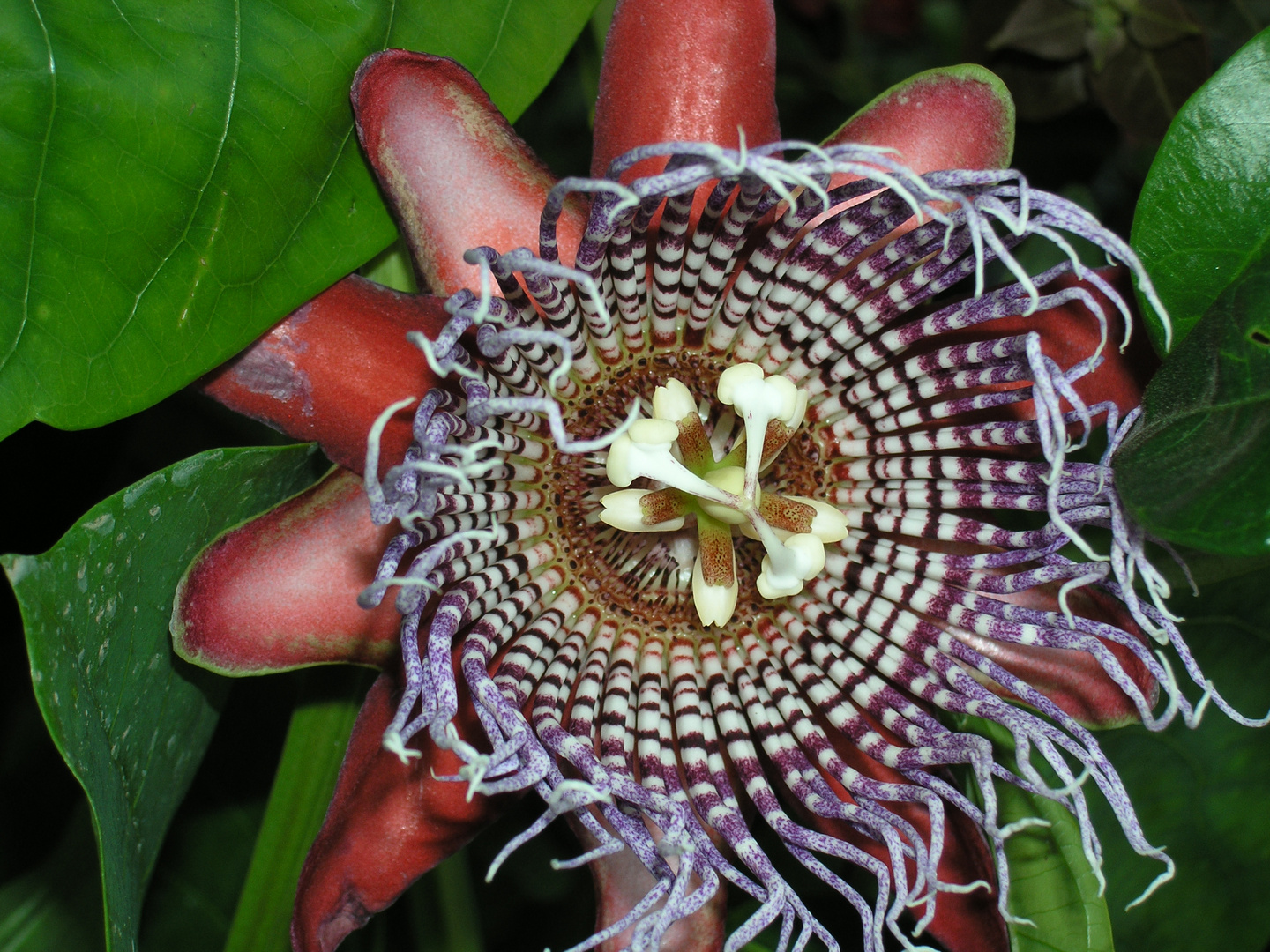 Marakuja - Passionsblume - Passiflora?